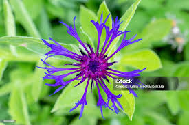 Attēlu rezultāti vaicājumam “Centaurea scabiosa flower”