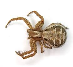 Attēlu rezultāti vaicājumam “Xysticus bifasciatus female”