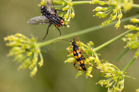 Attēlu rezultāti vaicājumam “Strangalia attenuata”