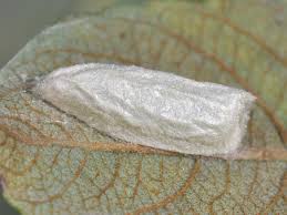 Attēlu rezultāti vaicājumam “Nycteola degenerana”