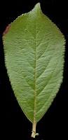 Attēlu rezultāti vaicājumam “Aronia melanocarpa leaf”