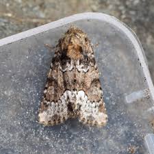 Attēlu rezultāti vaicājumam “Oligia sp.”