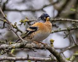 Attēlu rezultāti vaicājumam “Fringilla montifringilla”