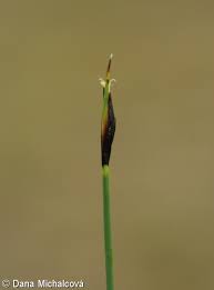Attēlu rezultāti vaicājumam “Schoenus ferrugineus flower”