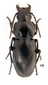 Attēlu rezultāti vaicājumam “Pterostichus aethiops”