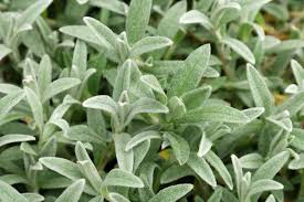 Image result for cerastium tomentosum