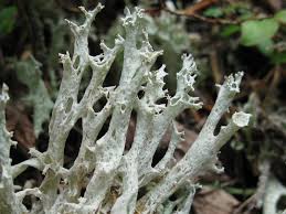 Attēlu rezultāti vaicājumam “Cladonia botrytes”