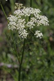 Attēlu rezultāti vaicājumam “Carum carvi leaf”