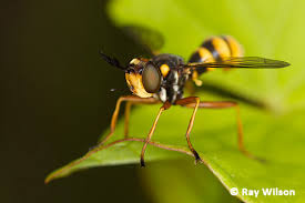 Attēlu rezultāti vaicājumam “Conopidae”