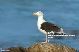 Attēlu rezultāti vaicājumam “Larus marinus”