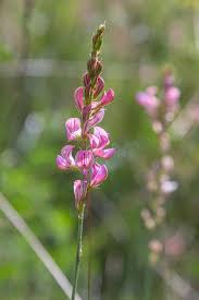 Attēlu rezultāti vaicājumam “Onobrychis arenaria leaf”
