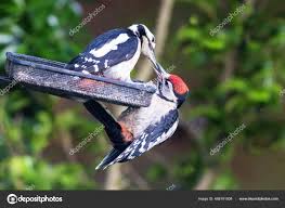 Attēlu rezultāti vaicājumam “Dendrocopos major female”