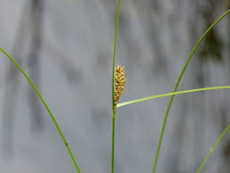 Attēlu rezultāti vaicājumam “Carex lasiocarpa fruit”
