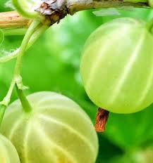 Attēlu rezultāti vaicājumam “Ribes uva-crispa fruit”