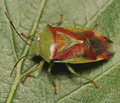 Attēlu rezultāti vaicājumam “Elasmostethus interstinctus nymph”