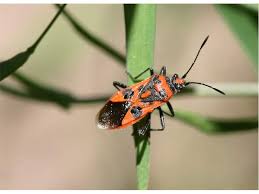 Attēlu rezultāti vaicājumam “Corizus hyoscyami imago”