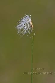 Attēlu rezultāti vaicājumam “Trichophorum alpinum”