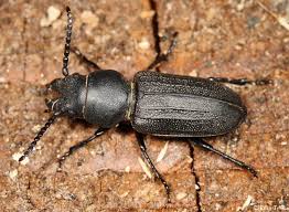 Attēlu rezultāti vaicājumam “Spondylis buprestoides”