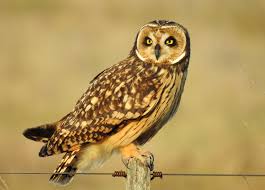 Attēlu rezultāti vaicājumam “Asio flammeus”