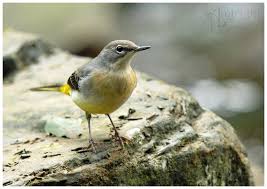 Attēlu rezultāti vaicājumam “Motacilla cinerea”