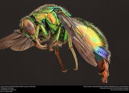 Attēlu rezultāti vaicājumam “Chrysididae”