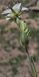 Attēlu rezultāti vaicājumam “Carex arenaria  flower”