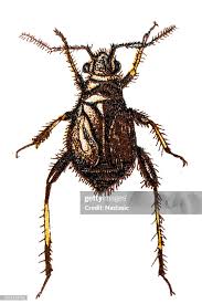 Attēlu rezultāti vaicājumam “Capsus ater”