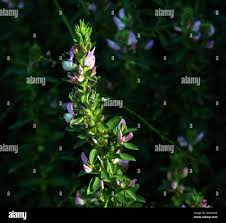 Attēlu rezultāti vaicājumam “Ononis arvensis flower”