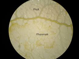 Attēlu rezultāti vaicājumam “Physarum contextum young”