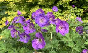 Image result for Geranium `Purple Haze`