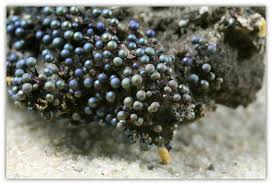 Attēlu rezultāti vaicājumam “Lamproderma arcyrioides macro”