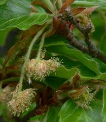 Attēlu rezultāti vaicājumam “Fagus sylvatica flower”