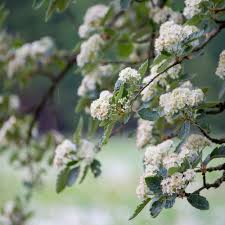 Attēlu rezultāti vaicājumam “Sorbus intermedia”