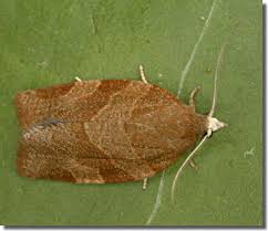 Attēlu rezultāti vaicājumam “Pandemis cinnamomeana female”