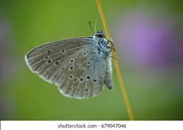 Attēlu rezultāti vaicājumam “Maculinea alcon”