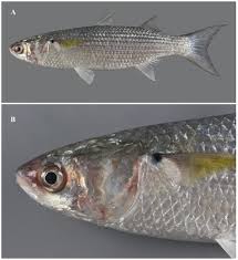 Image result for Crenimugil seheli