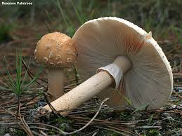 Attēlu rezultāti vaicājumam “Amanita rubescens”