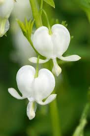 Image result for tränendes Herz