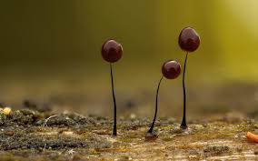 Attēlu rezultāti vaicājumam “Comatricha sp.”