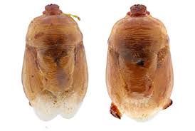 Attēlu rezultāti vaicājumam “Licea castanea macro”