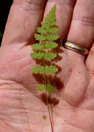 Attēlu rezultāti vaicājumam “Cystopteris fragilis”