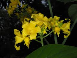 Attēlu rezultāti vaicājumam “Thladiantha dubia”