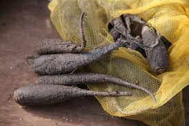 Image result for Mirabilis jalapa