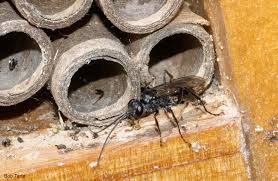 Attēlu rezultāti vaicājumam “Neocudoniella albiceps”