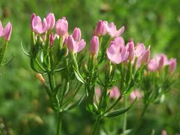 Image result for Centaurium erythraea