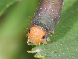 Attēlu rezultāti vaicājumam “Earophila badiata”