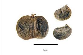 Attēlu rezultāti vaicājumam “Aphis confusa”