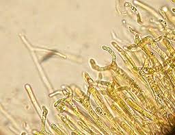 Attēlu rezultāti vaicājumam “Dacrymyces chrysospermus”