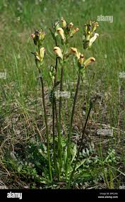 Attēlu rezultāti vaicājumam “Pedicularis sceptrum-carolinum flower”