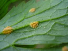 Attēlu rezultāti vaicājumam “Uromyces dactylidis”